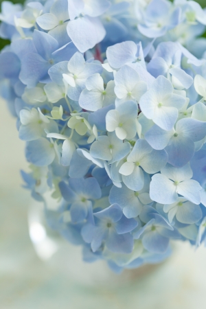 blue flower in vaseの写真素材