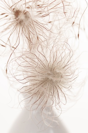 white flowersの写真素材