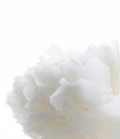 white peonyの写真素材