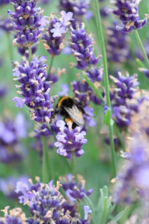 lavender flowers の写真素材