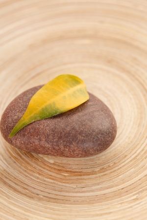 yellow leaf on the stoneの写真素材