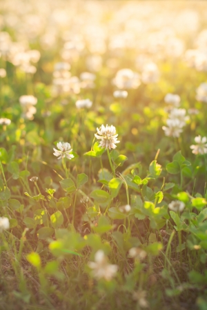 White clover の写真素材