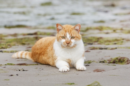 nice catの写真素材