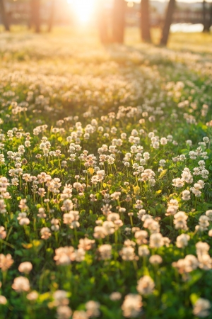 White clover の写真素材