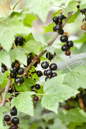 black currant branchの写真素材
