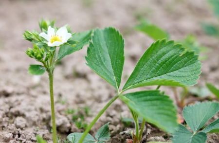 strawberry flowersの写真素材