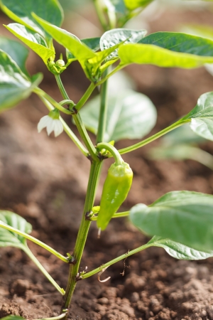 Green peppers growing in the garden の写真素材