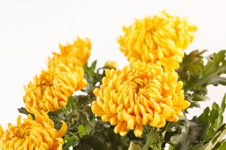 Chrysanthemum Flowers の写真素材