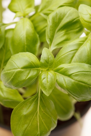 fresh basilの写真素材