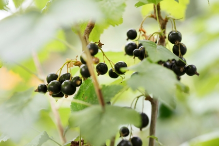 black currant branchの写真素材