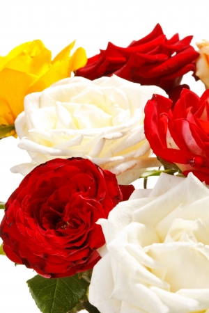 Bunch of beautiful rosesの写真素材