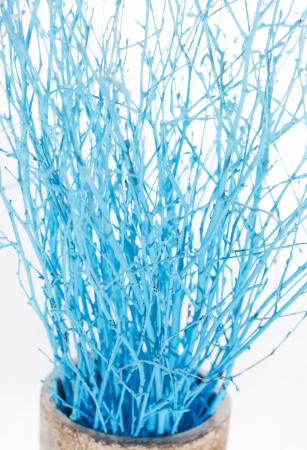 christmas treeの写真素材