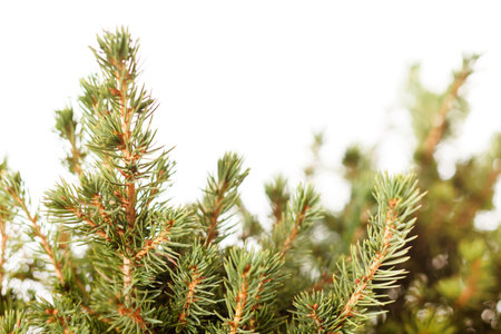 fir-tree isolated on white