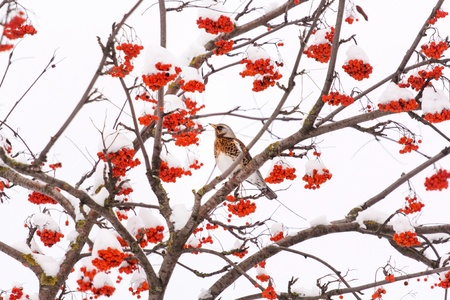 Fieldfare on the treeの写真素材