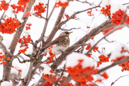 Fieldfare on the treeの写真素材