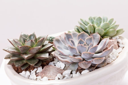 succulent plantsの写真素材