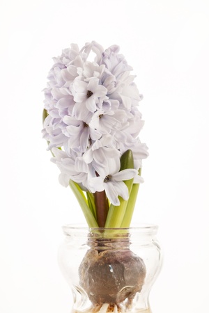hyacinthの写真素材