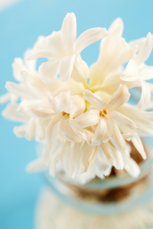 hyacinthの写真素材