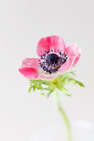 anemone flowerの写真素材