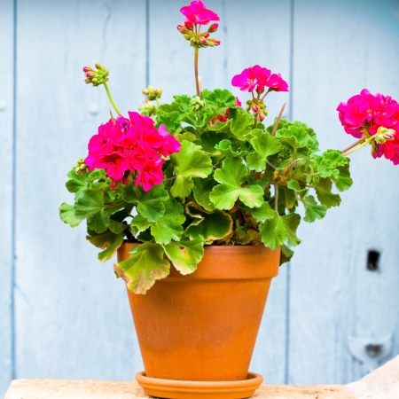 Geranium in the potの写真素材
