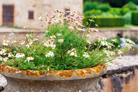 nice flowersの写真素材