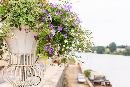 flowers in potの写真素材