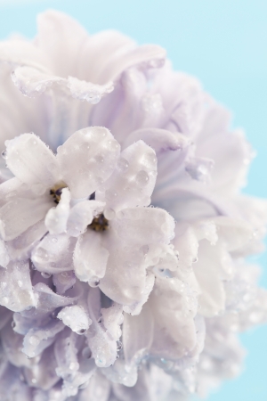 hyacinthの写真素材