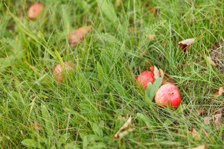 red apples on grassの写真素材
