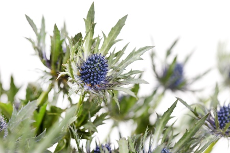 exotic sharp flowers の写真素材