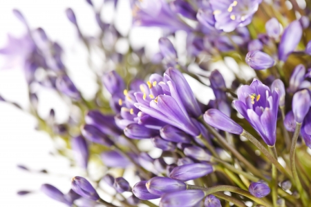 blue flowers の写真素材