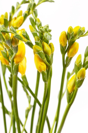 yellow freesia の写真素材