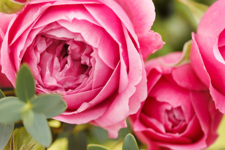 pink roses
