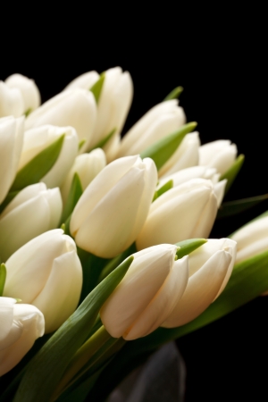 beautiful tulips の写真素材
