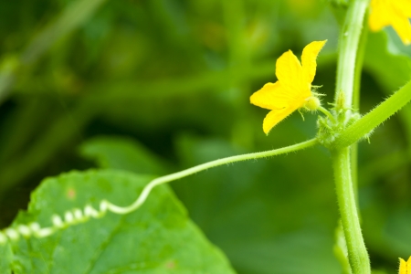 Green cucumbers with flowersの写真素材