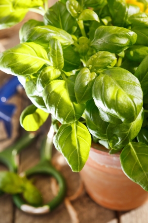 basil in the potの写真素材