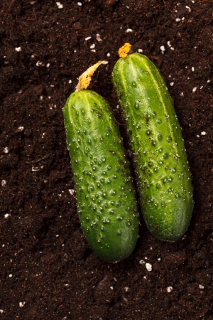 cucumbers on the soilの写真素材