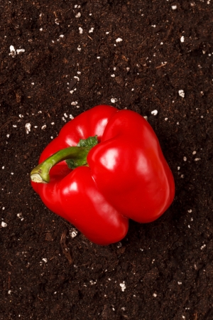 pepper on the soilの写真素材