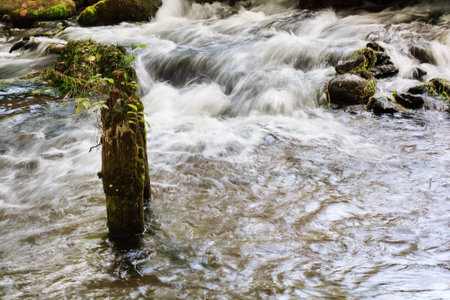 forest river