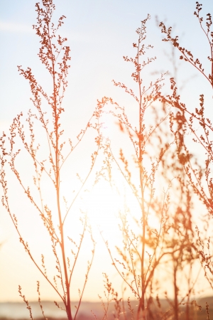 summer plants at sunset light の写真素材