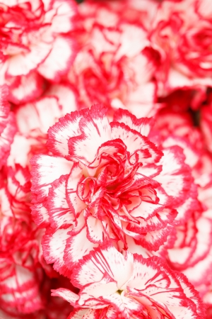 carnation bouquetの写真素材