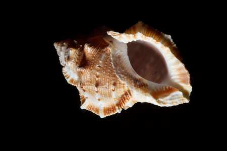 sea shell isolated on black