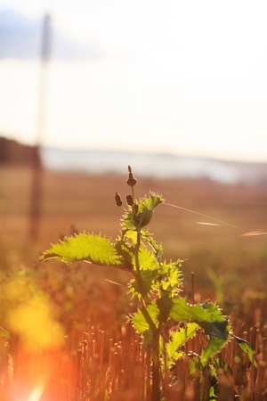 summer plants at sunset light の写真素材