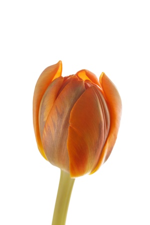 nice tulipの写真素材