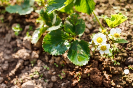 strawberry flowersの写真素材