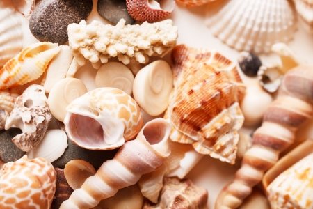 sea shells backgroundの写真素材
