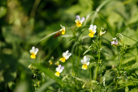 summer meadowの写真素材