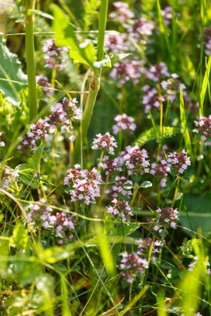 summer meadowの写真素材