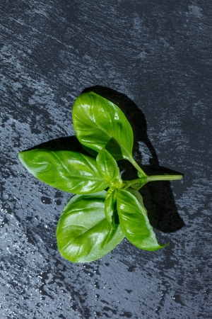 fresh basil leafの写真素材