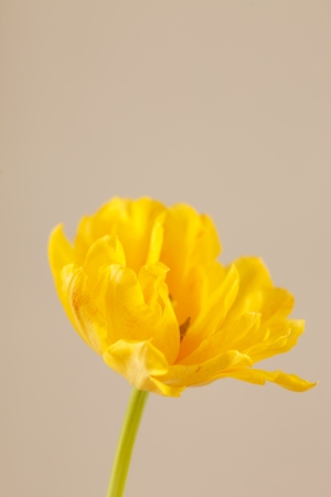 nice tulipの写真素材