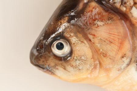 Crucian carpの写真素材